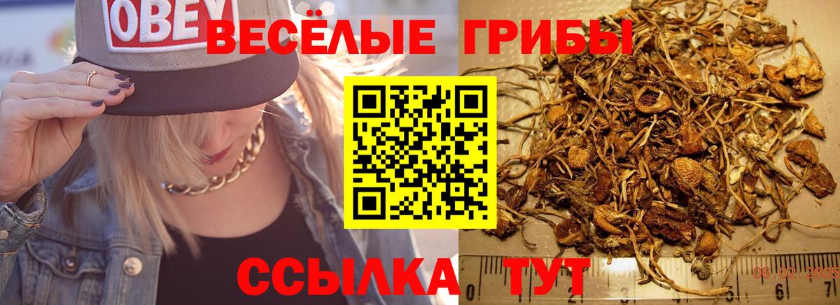 Галлюциногенные грибы Psilocybine cubensis  Псилоцибиновые грибы мицелий  Тулун  Вход с VPN 